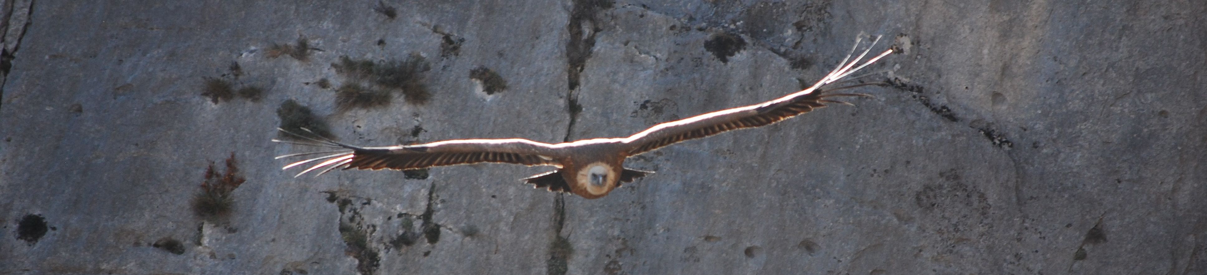 Vautour dans les gorges du Verdon